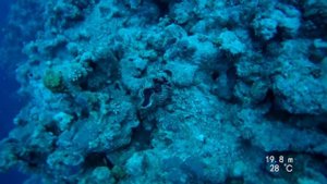ЕГИПЕТ / Дайвинг в Голубой дыре / Дахаб / Diving in the Blue Hole