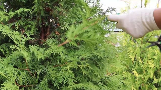 Желтеет туя. Опадание хвои. Почему туя желтеет?