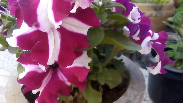 Petunia से चाहिए ज्यादा फूल तो ऐसे करें देखभाल /how to get more petunia flowers on a single plant.. смотреть онлайн