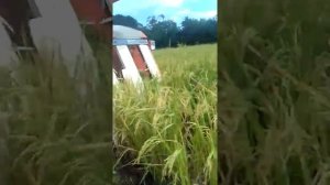 combine harvester kubota R1 301