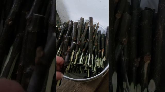 ИНЖИР. КАК ВЫБРАТЬ ЧЕРЕНКИ? КАК УКОРЕНИТЬ?