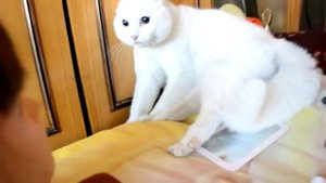Белый злой кот в неадеквате!