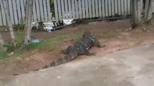 Варан в Тайланде ворует рыбу.