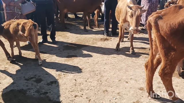 Шымбай мал базар .05.06.2022. Shimbay mal bazar. Скотный рынок. Мал базар 2022. Mal bazar 2022.