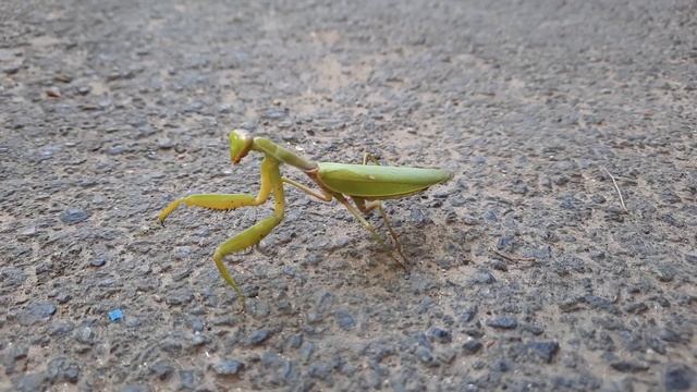 Нашел богомола смотреть онлайн