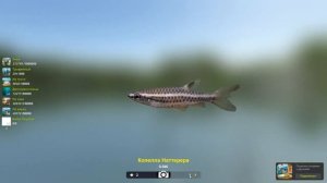 Копелла Наттерера 46 грамм, игра Трофейная рыбалка 2, река Амазонка, локация Падо Алергуе