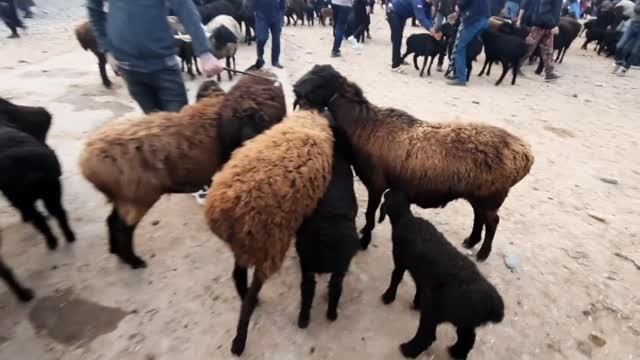 КУЗИ АРЗОНЛАБ КЕТДИ! КАРШИ МОЛ БОЗОРИ НАРХЛАРИ 10 АПРЕЛЬ 2022 QARSHI MOL BOZORI.