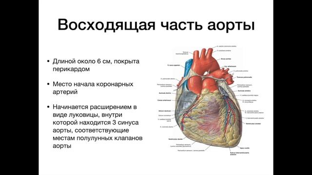 Аорта - анатомия сердечно-сосудистой системы (ССС)