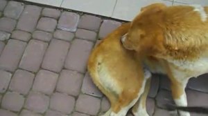 Продолжается отстрел собак в Трускавце2