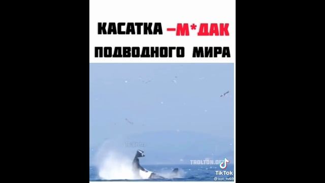 Вот это поворот! Нет это Россия ДЕТКА!!! #приколы #юмор #треш #приколы2022