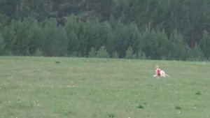 Афганская борзая . Курсинг Сарма 2018