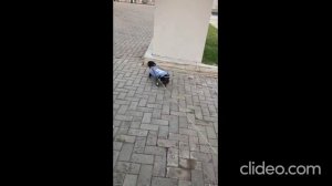 Коляска для собак-инвалидов