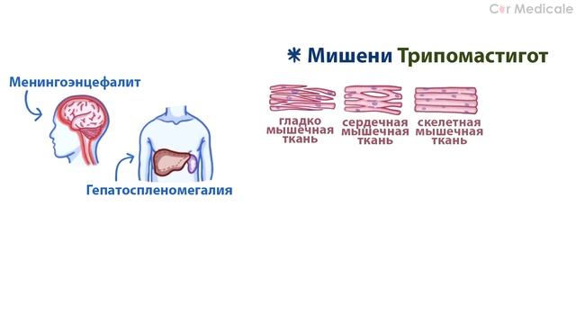 Трипаносомоз - Болезнь Шагаса: цикл трипаносомы, механизм развития, проявления, принципы лечения