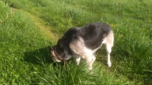 Идём гулять до озера. Отличная погода.☀️😍👋 #вео #восточноевропейскаяовчарка