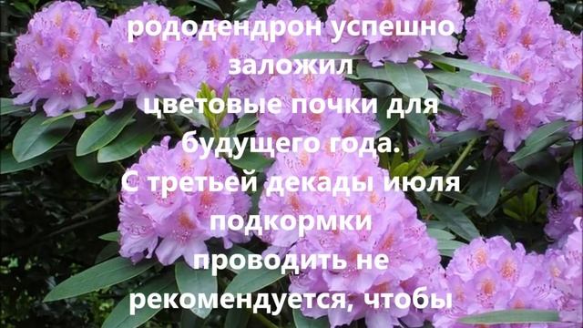 Рододендрон будет цвести как на дрожжах