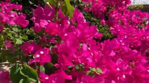 Бугенвиллия цветёт ( бумажный цветок)#бугенвиллия #красота_природы
