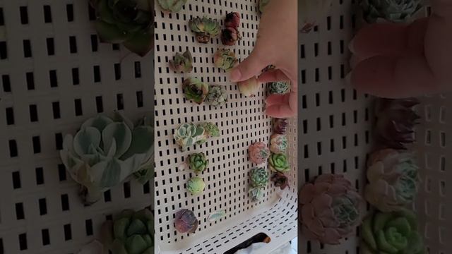 Unboxing Imported Korea Succulents I bought for cheap! Part 1 смотреть онлайн