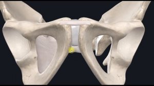 Лобковый симфиз (symphysis pubica) 3D Анатомия