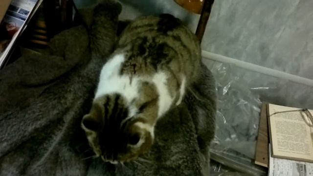 Котяра надругался над шубой смотреть онлайн