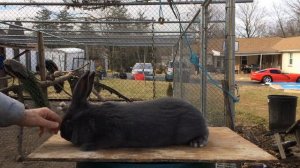 Кролик Фландр 7 месяцев, 7кг