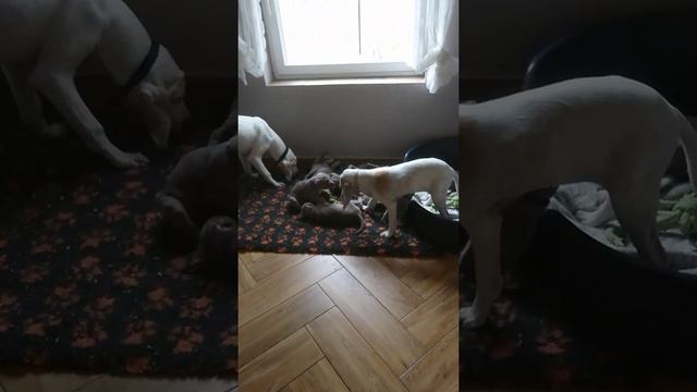 ARTEMIS CANES PORCELAINE AND WEIMARANER PUPPIES 2