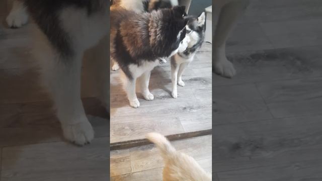 Родители наругали сына ? Семейка Адамс смотреть онлайн