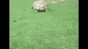 Песня "Есть друзья"