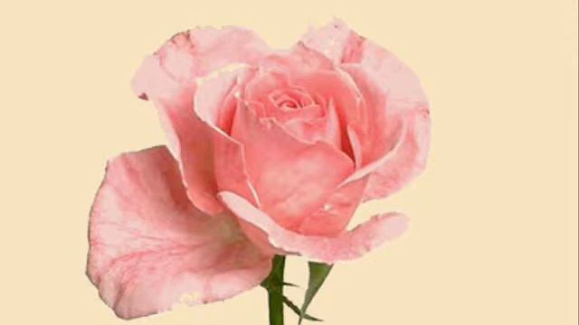 Без имени 0001Танго для Валентины смотреть онлайн