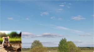 Мышь и мышеловка- притча.