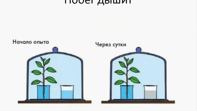 С какой целью валерий поместил растение и стакан с известковой водой в темный шкаф