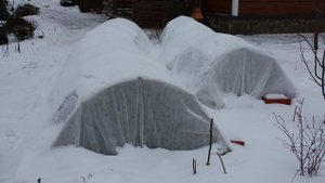 Когда открывать розы Советуют практики!