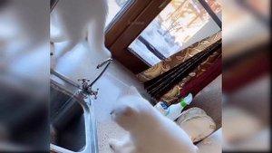 Приколы с котиками. Котики #21
