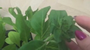 Дела садовые ?Петуния F1 дуо лавандовый ? Без фитоламп ?