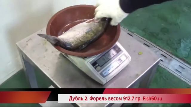 CHMF 801 филетировка красной рыбы 0,5-2 кг