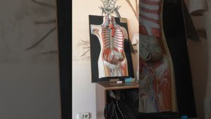 Система нижней полой вены