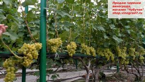 Виноград Мускат летний- ранний, с крупными гродями и очаровательным мускатом ягод