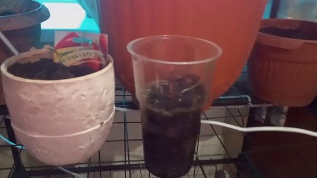 Зимняя рассада семена помидоров,огурцов,и перца начали расти но и один огурец не вырос и не только смотреть онлайн