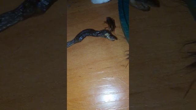 таракан нашёл ящерицу //ящерица VS таракана ?vs? смотреть онлайн
