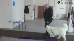 Дмитрий и самоед Рокки. Занятие по дрессировке (группа начального послушания): движение рядом.