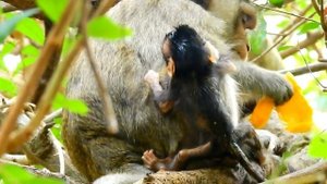 Million Pity CARVIN New Baby Monkey Block Head On The Tree | CASI Drag Baby Carvin Cry Seizure