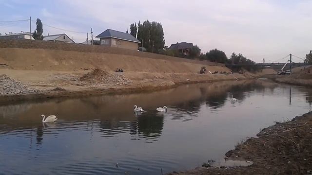 "Жеңіс" Парк .ТАРАЗ ҚАЛАСЫНДАҒЫ АҚҚУЛАР. ЛЕБЕДИ В ТАРАЗЕ