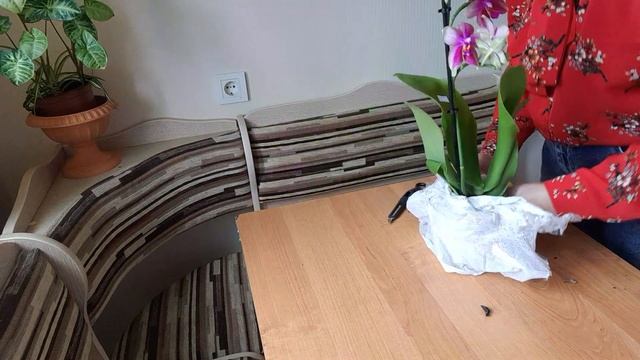 Распаковка орхидеи Лиодоро.
