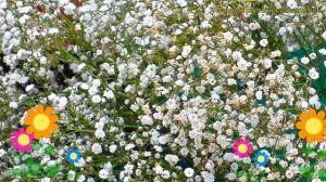 Гипсофила метельчатая Вайт. Краткий обзор, описание характеристик gypsophila paniculata White