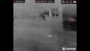 Wild boars by the road HikMicro Lynx PRO LE15