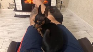 Русский Той Терьер, ответы на вопросы.