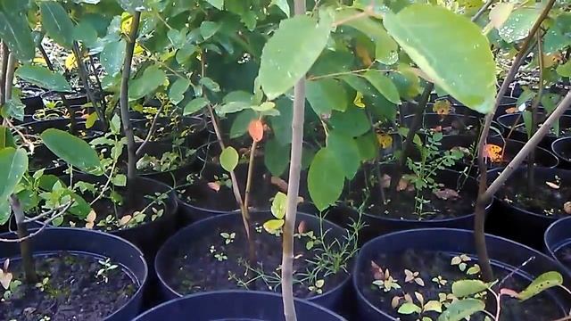 Растение "Ирга Ламарка" купить в интернет-магазине Hoga.ru смотреть онлайн