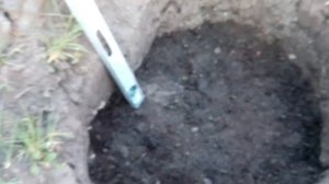 Посадка вегетирующего саженца винограда весной