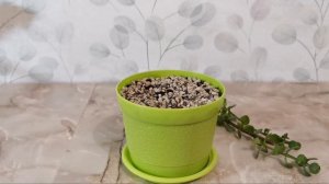 Портулакария обрезка, укоренение черенков.