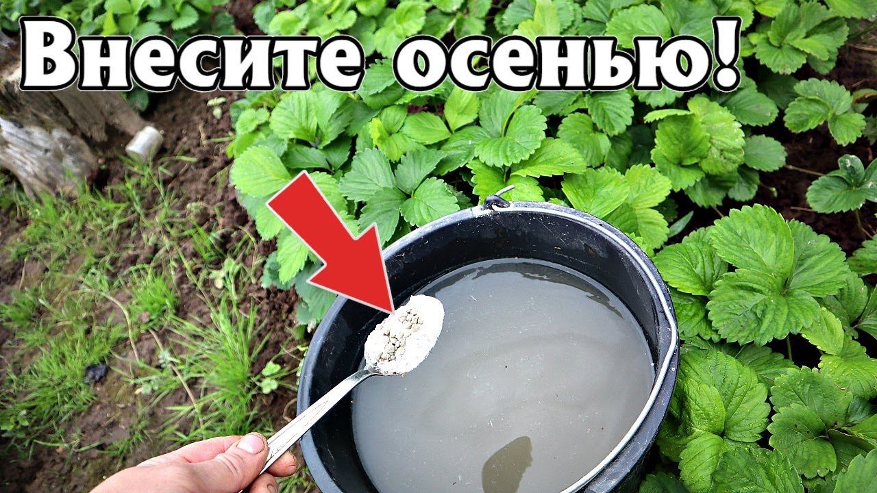 Это осенние удобрение  повысит урожай любой культуры пятикратно! Удобрение аммофос для осени!