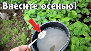 Это осенние удобрение повысит урожай любой культуры пятикратно! Удобрение аммофос для осени!